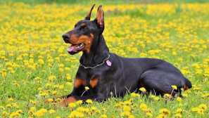 Времетраење на dobermann: фактори на влијание и како да се зголеми животот